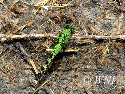 Eastern Pondhawk (Erythemis simplicicollis)